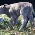 Farm Life & Baby Calves