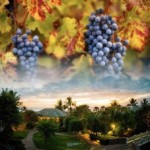 Enter to Win $1,000 for Wine & Travel