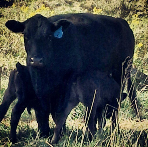 Farm Life & Baby Calves